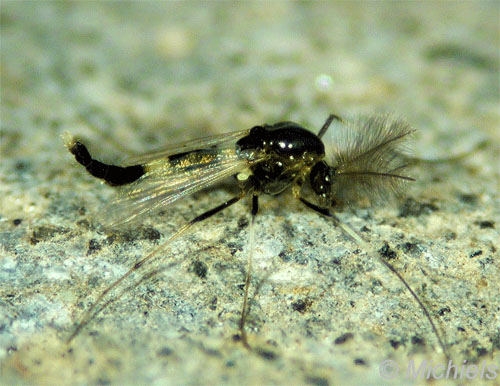 Chironomide in natürlicher Umgebung