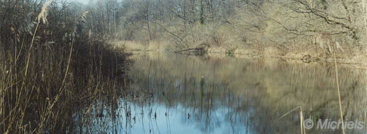 Verwachsener Flusslauf der Elz